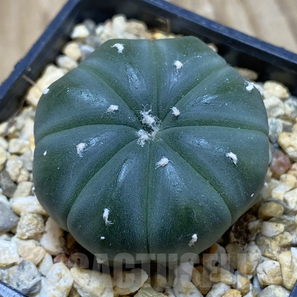 SH15469 Astrophytum asterias f. nudum