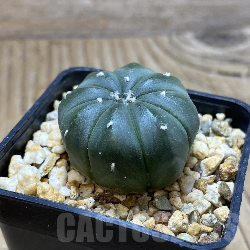 SH15469 Astrophytum asterias f. nudum - Image 2