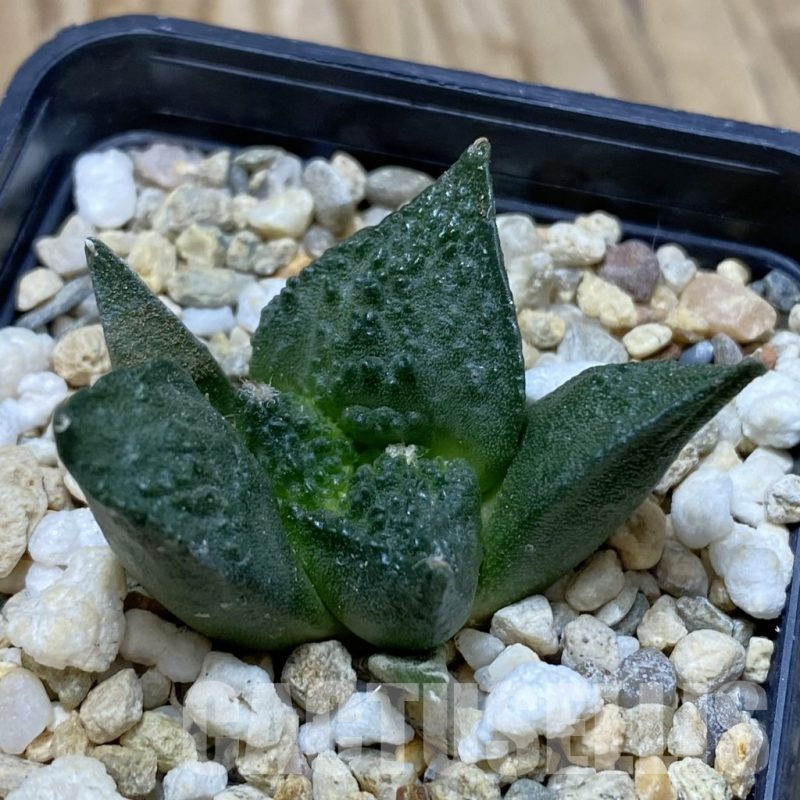 SH15471 Ariocarpus fissuratus ‘Godzilla’ hybrid, seedling