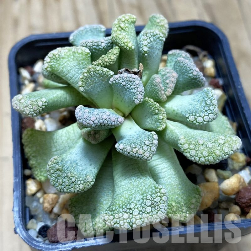 SH15511 Titanopsis calcarea