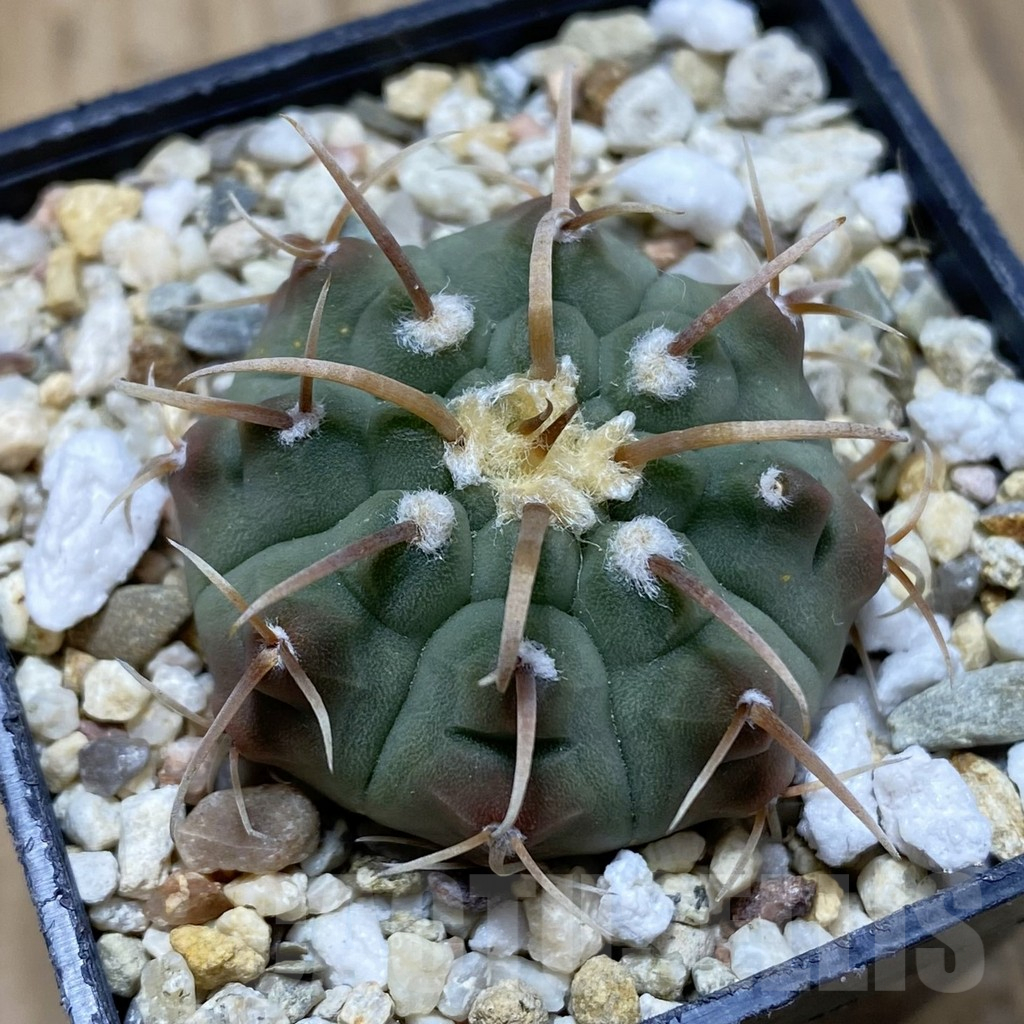 SH15479 Gymnocalycium vatteri, selection