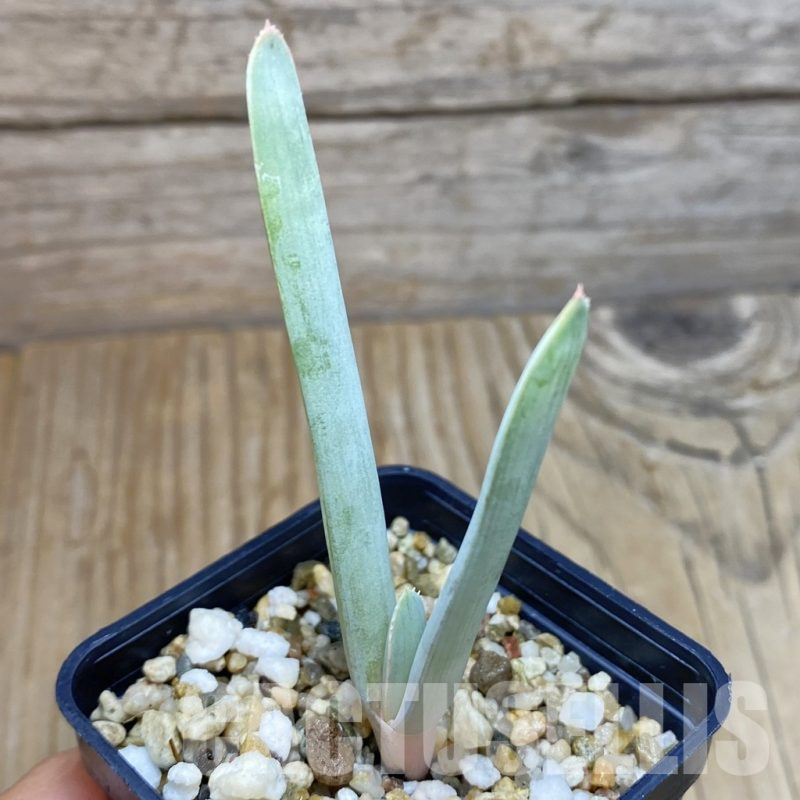 SH15514 Aloe plicatilis