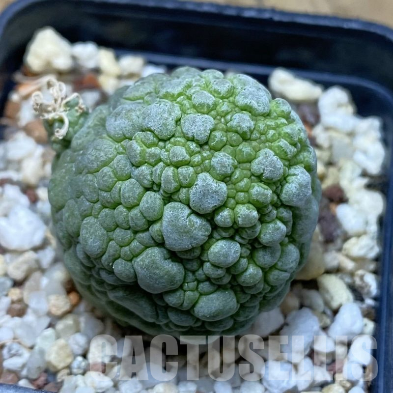 SH15515 Pseudolithos migiurtinus