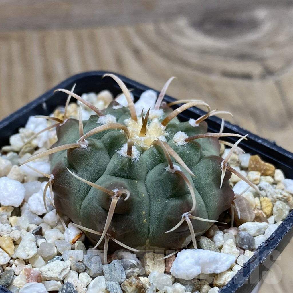 SH15479 Gymnocalycium vatteri, selection - Image 2