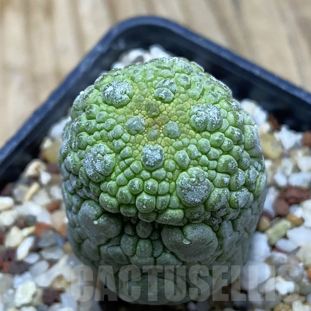 SH15516 Pseudolithos migiurtinus