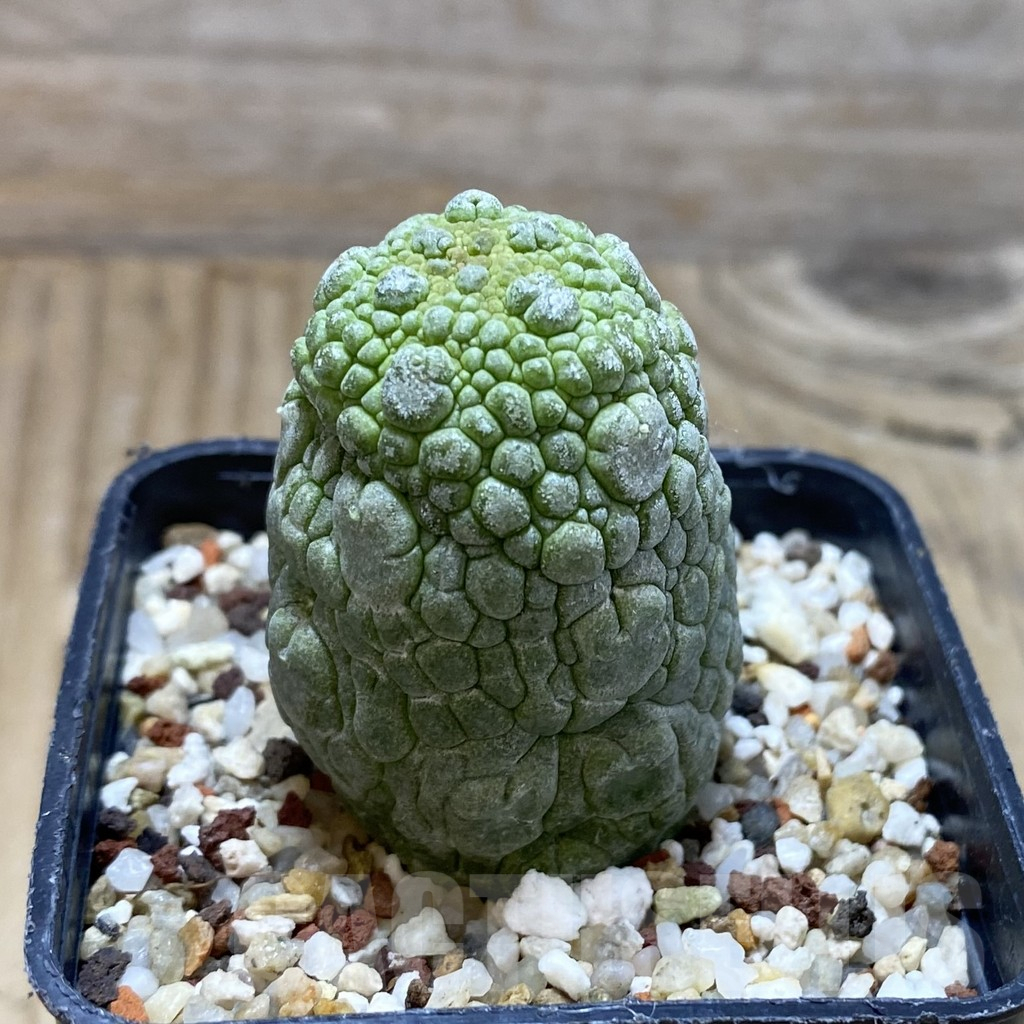 SH15516 Pseudolithos migiurtinus - Зображення 2