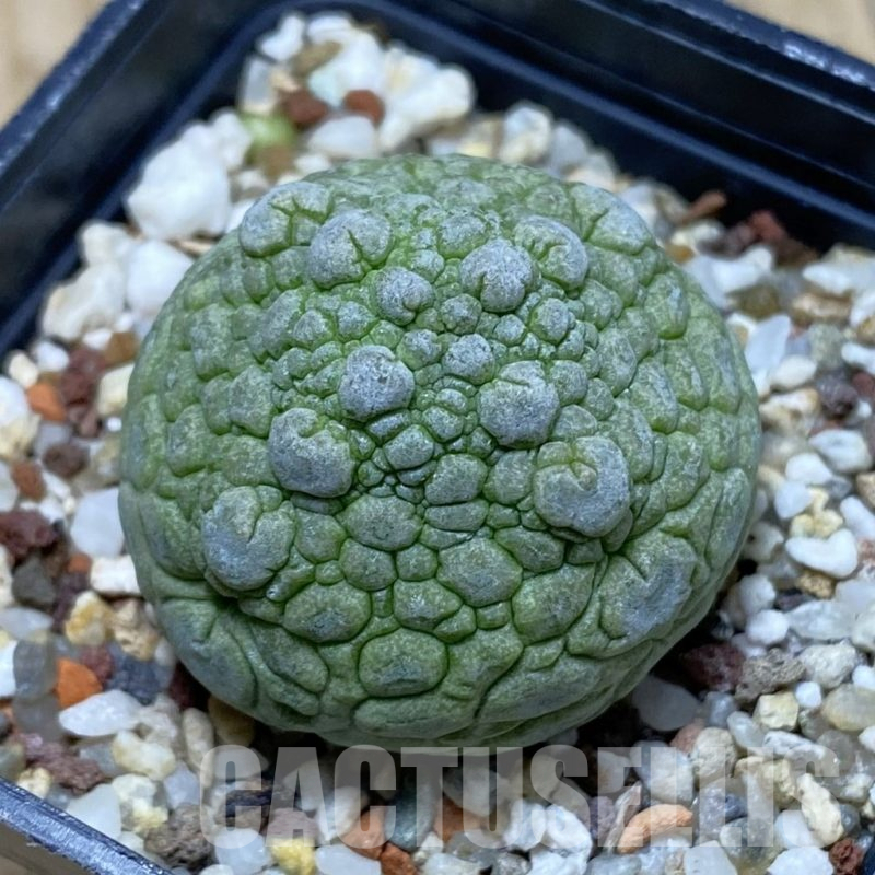 SH15517 Pseudolithos migiurtinus