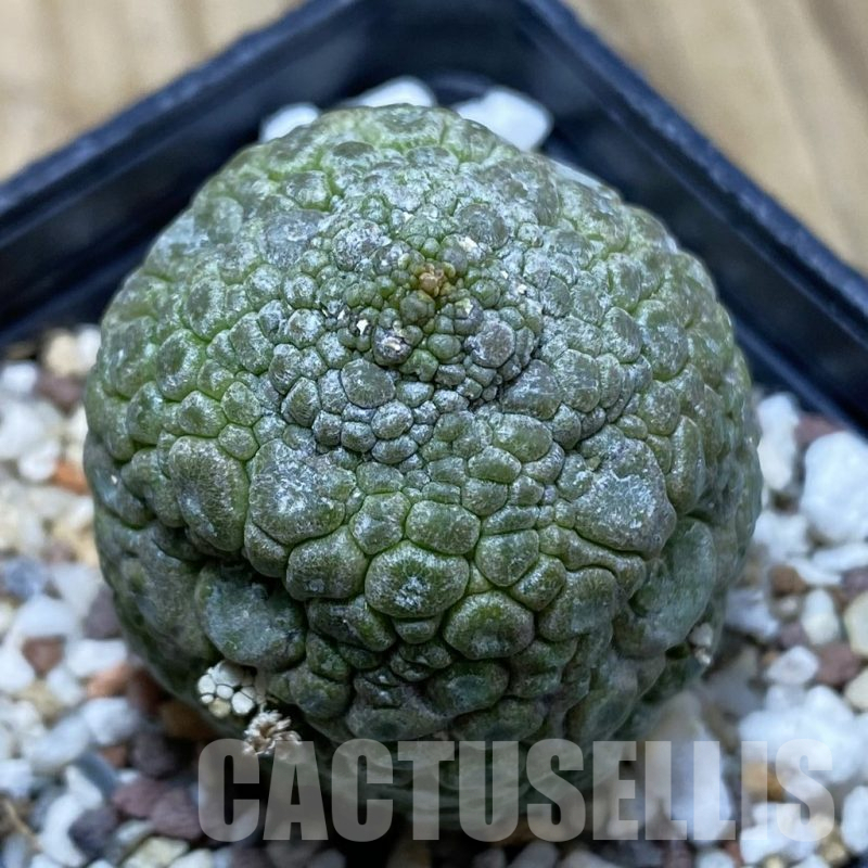 SH15518 Pseudolithos migiurtinus