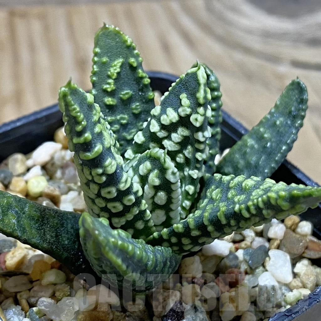 SH15522 Haworthia pumila 'Donut'