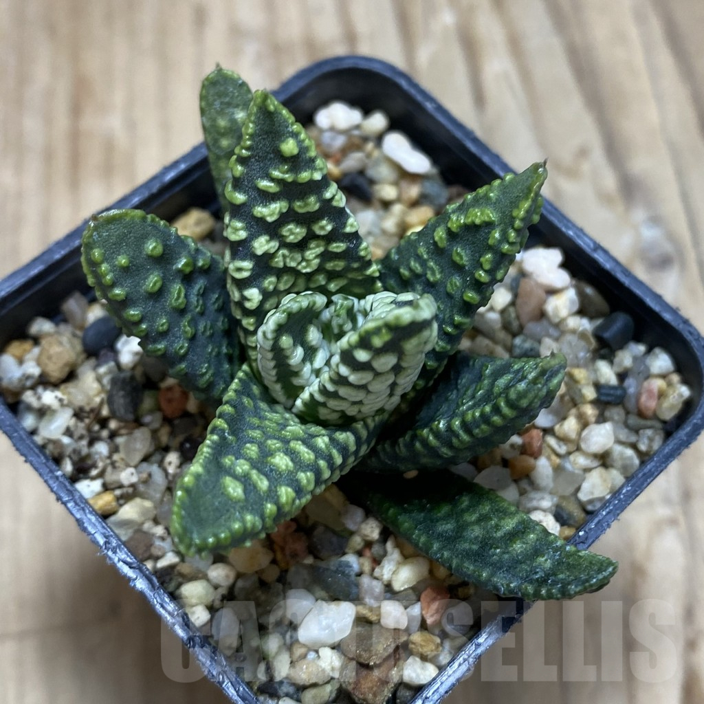SH15522 Haworthia pumila 'Donut' - Image 2