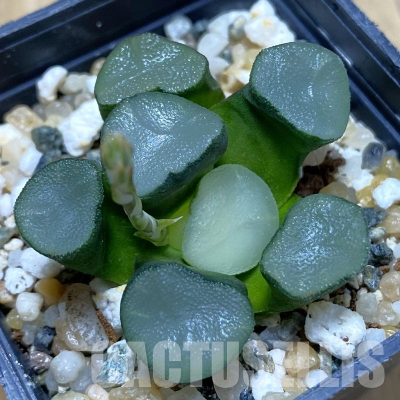 SH15523 Haworthia maughanii
