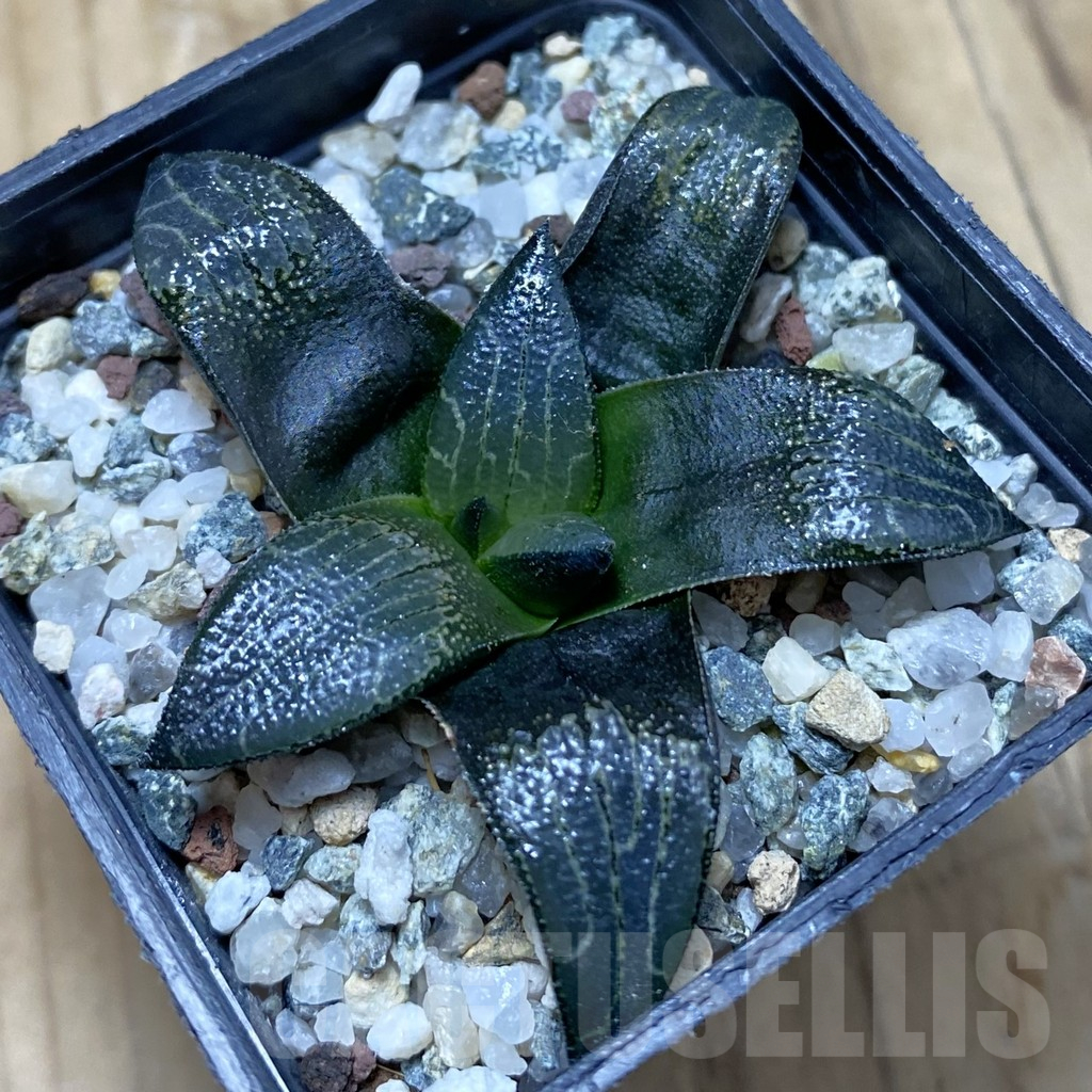 SH15524 Haworthia marxii hybrid