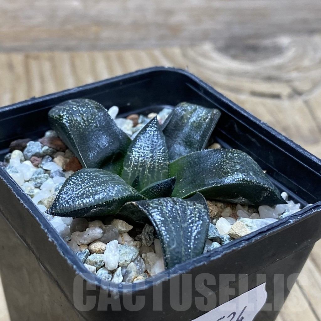 SH15524 Haworthia marxii hybrid - Image 2