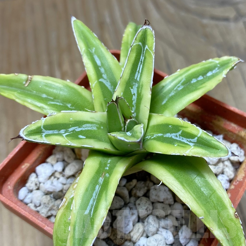 SH15525 Agave victoriae-reginae f. variegata