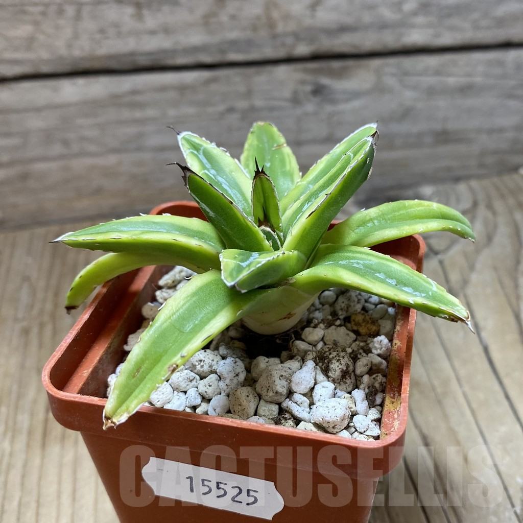 SH15525 Agave victoriae-reginae f. variegata - Image 2
