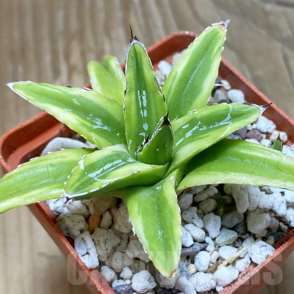 SH15526 Agave victoriae-reginae f. variegata
