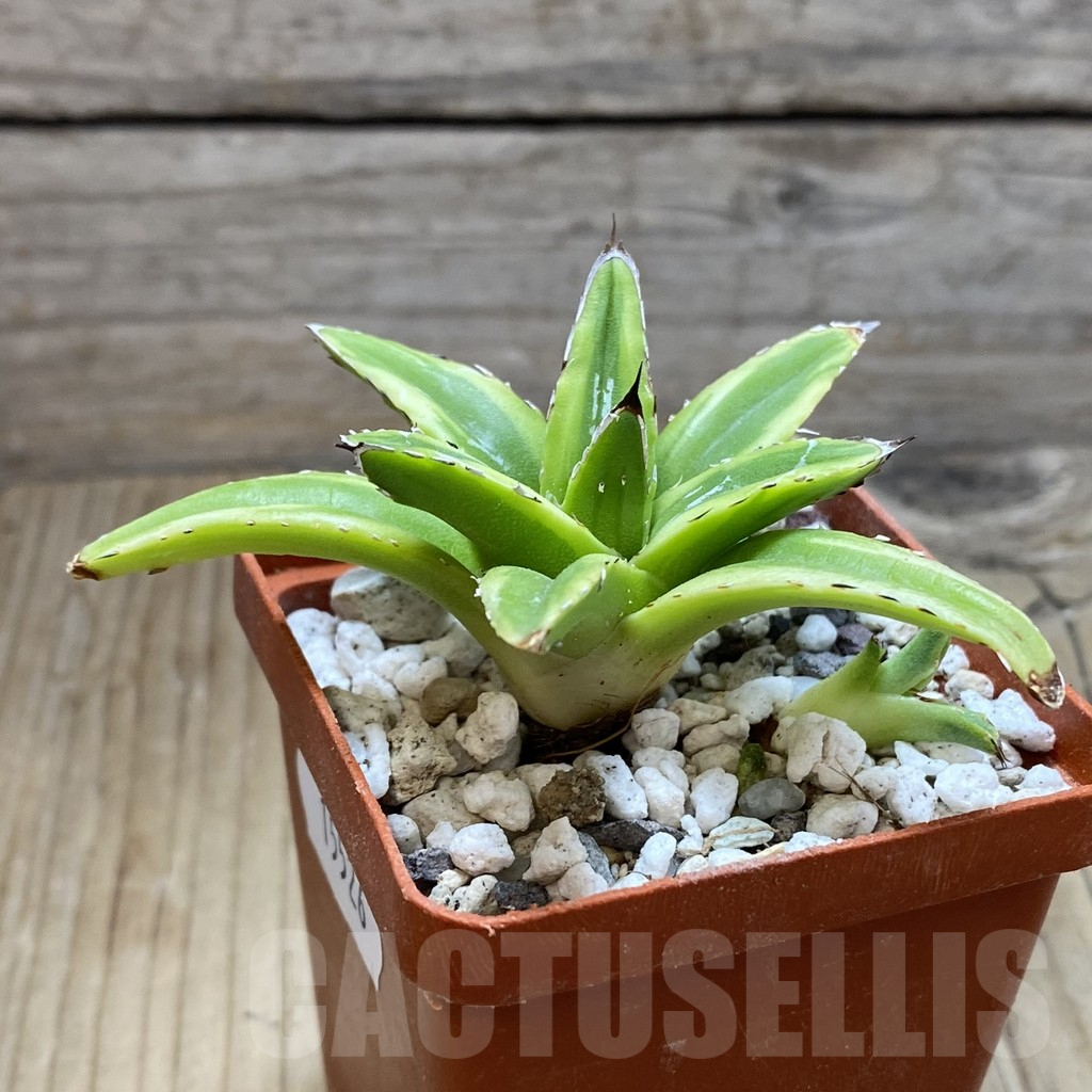 SH15526 Agave victoriae-reginae f. variegata - Image 2
