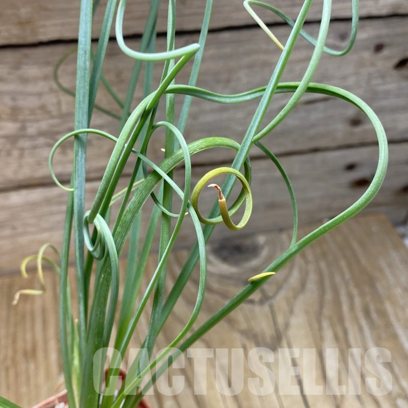 SH15531 Albuca spiralis