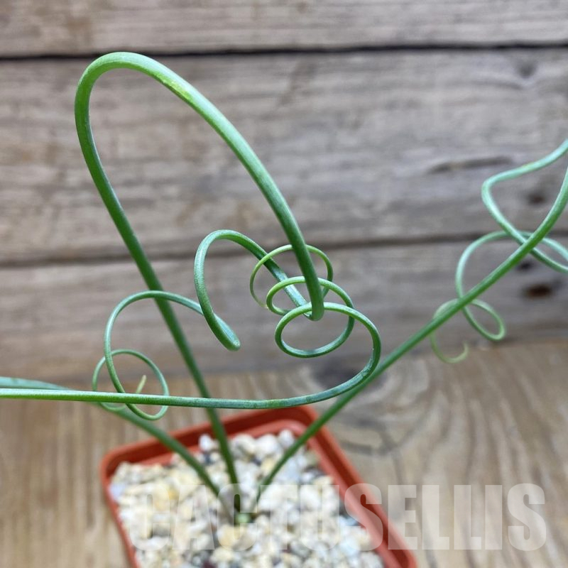 SH15532 Albuca spiralis