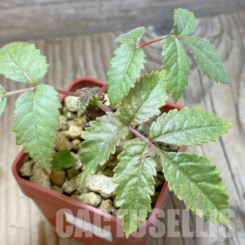 SH15533 Beiselia mexicana