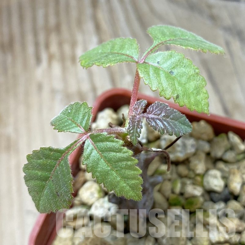 SH15534 Beiselia mexicana