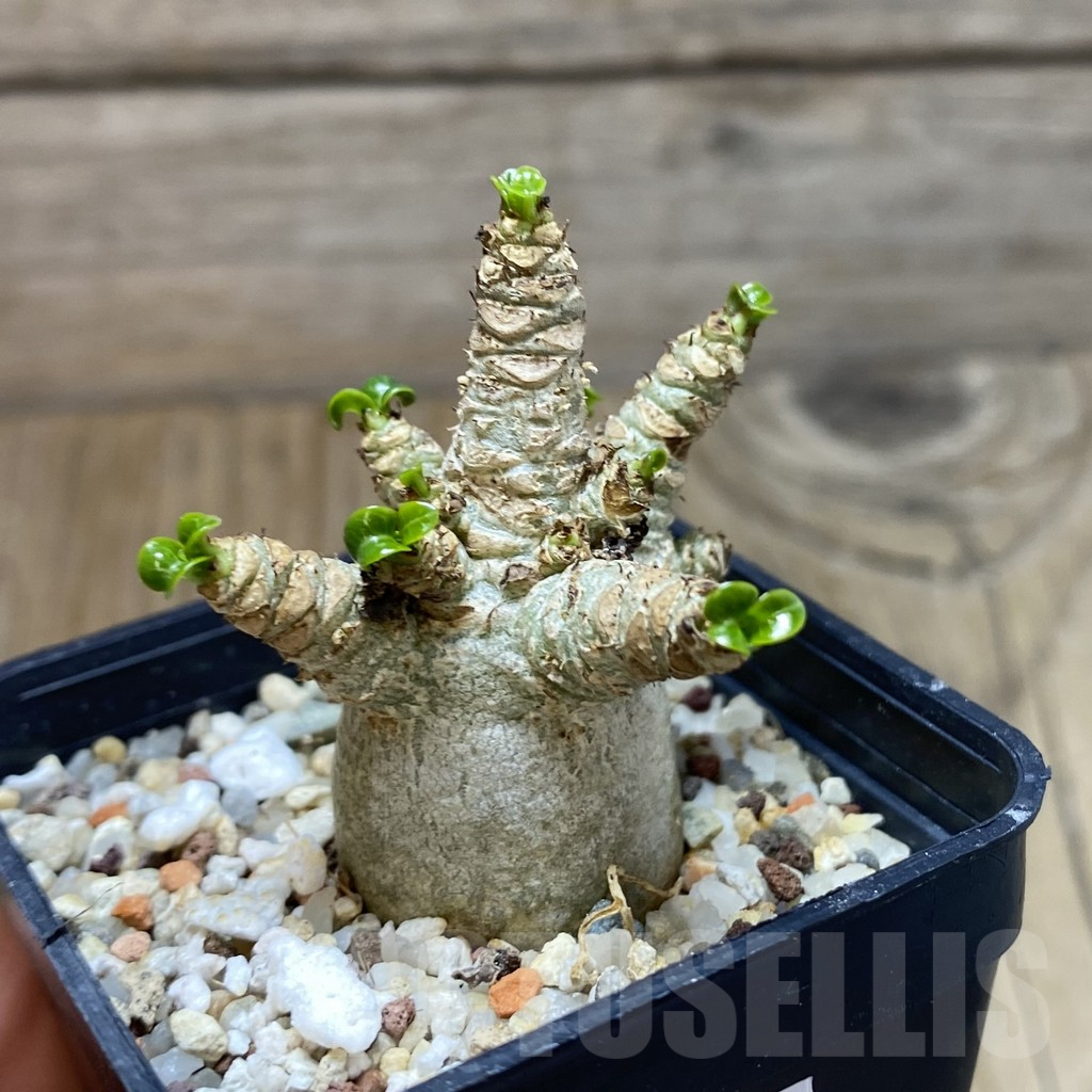 SH15538 Adenium arabicum DHA - Image 2