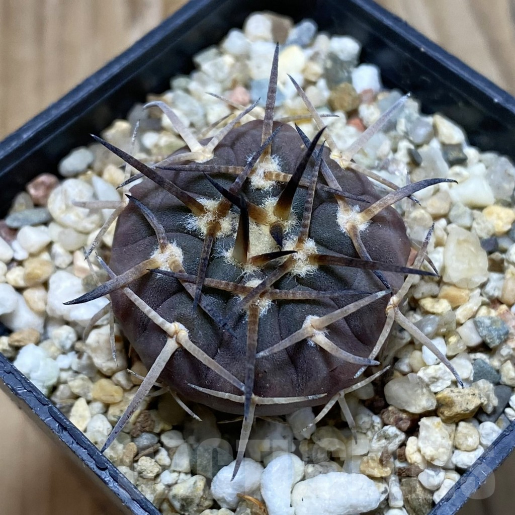 SH15476 Gymnocalycium spegazzinii v. major VG 090