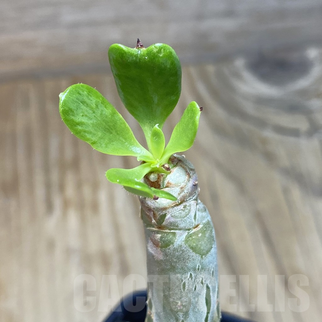 SH15542 Tylecodon paniculatus