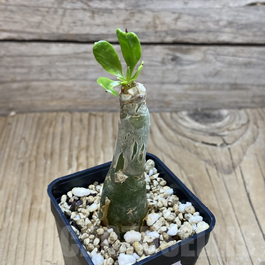 SH15542 Tylecodon paniculatus – Image 2