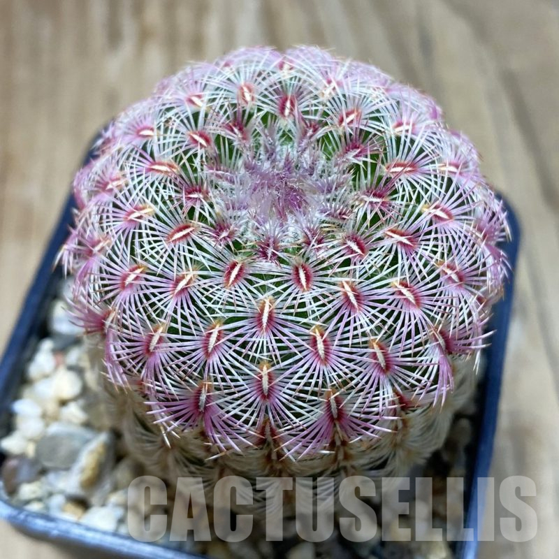 SH15485 Echinocereus rigidissimus v. rubispinus