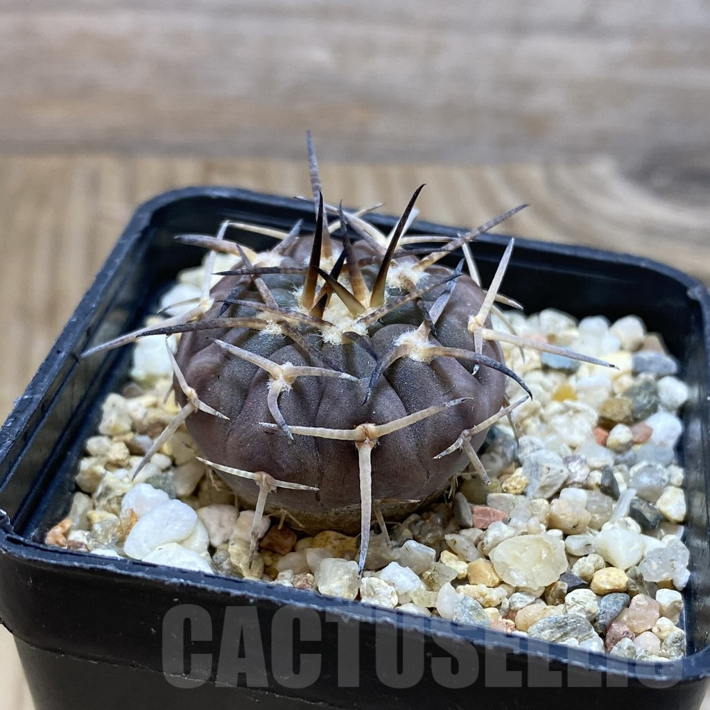 SH15476 Gymnocalycium spegazzinii v. major VG 090 - Imagen 2