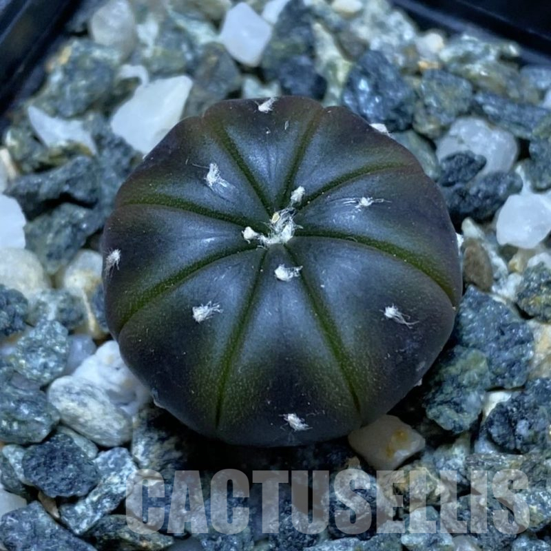 SH15488 Astrophytum asterias ‘Purple Skin’