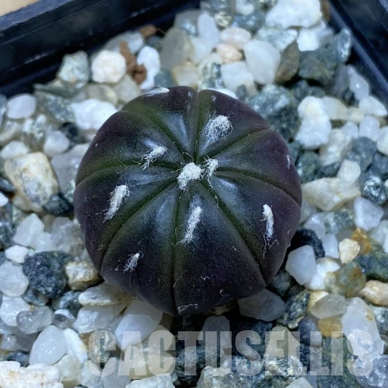 SH15489 Astrophytum asterias ‘Purple Skin’