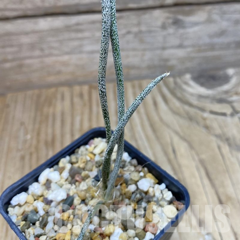 SH15490 Astrophytum caput-medusae, seedling