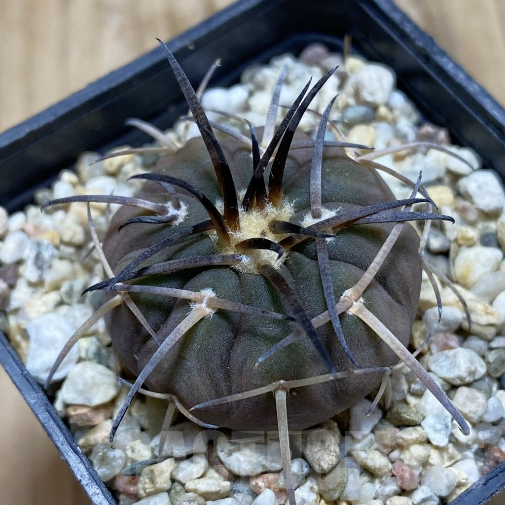 SH15477 Gymnocalycium spegazzinii v. major VG 090