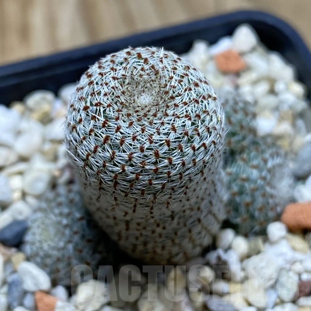 SH15492 Rebutia heliosa