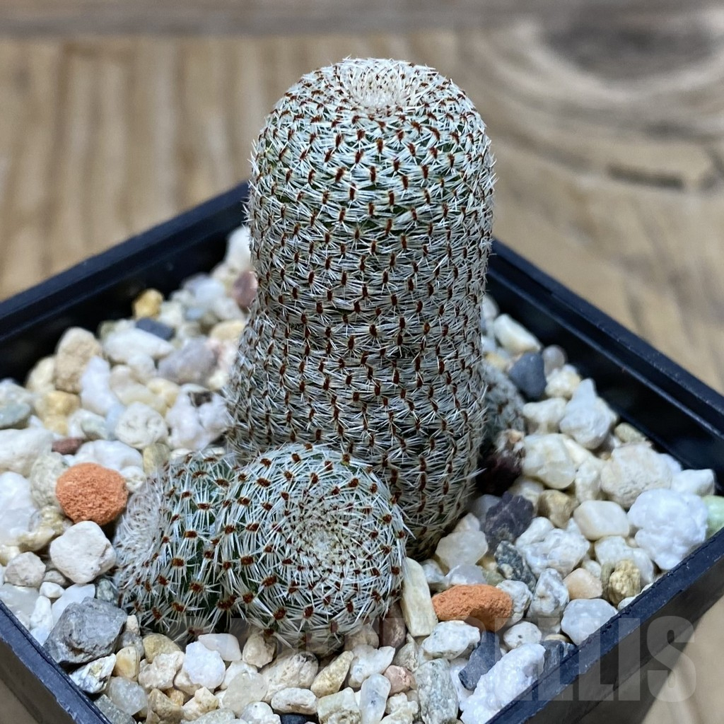 SH15492 Rebutia heliosa - Obrázek 2