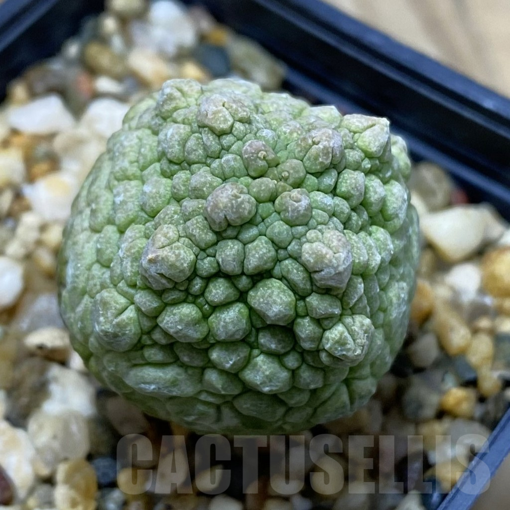 SH15495 Pseudolithos cubiformis