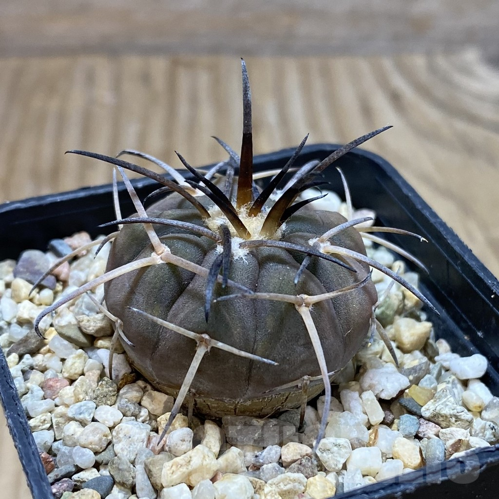 SH15477 Gymnocalycium spegazzinii v. major VG 090 - Image 2