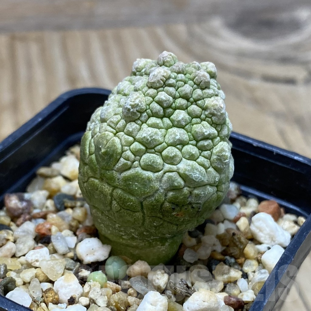 SH15495 Pseudolithos cubiformis - 画像 (2)