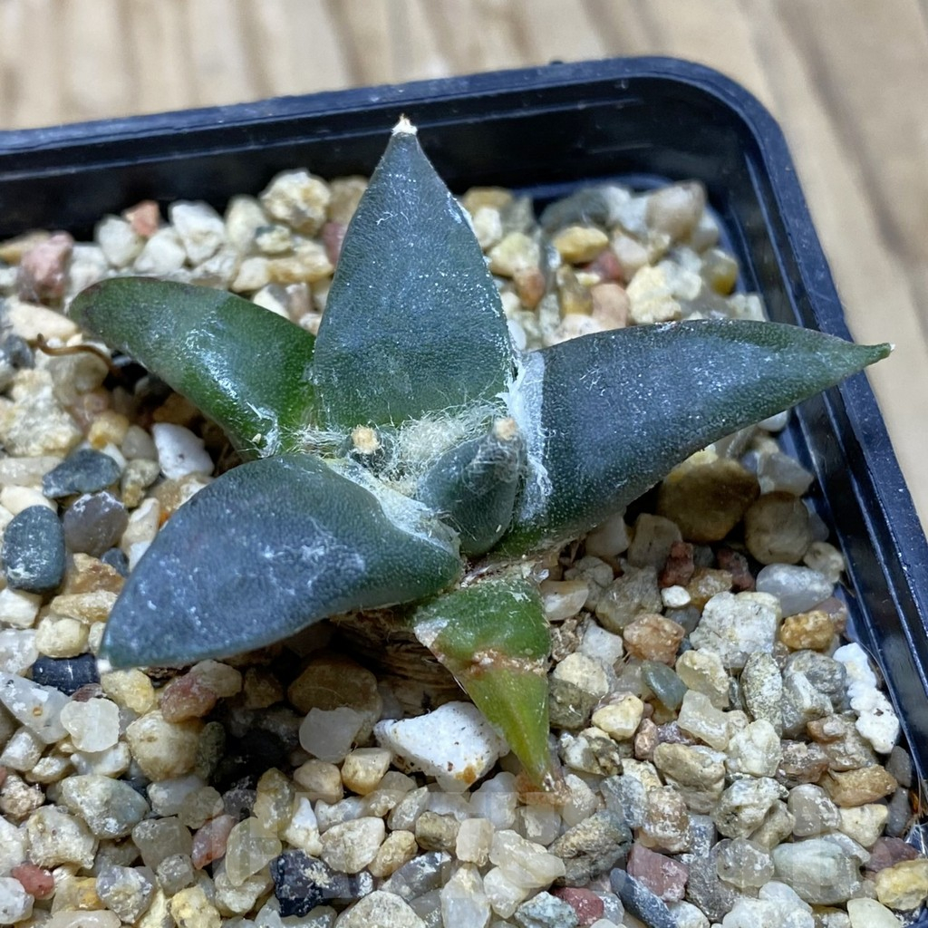 SH15497 Ariocarpus trigonus v. horacekii
