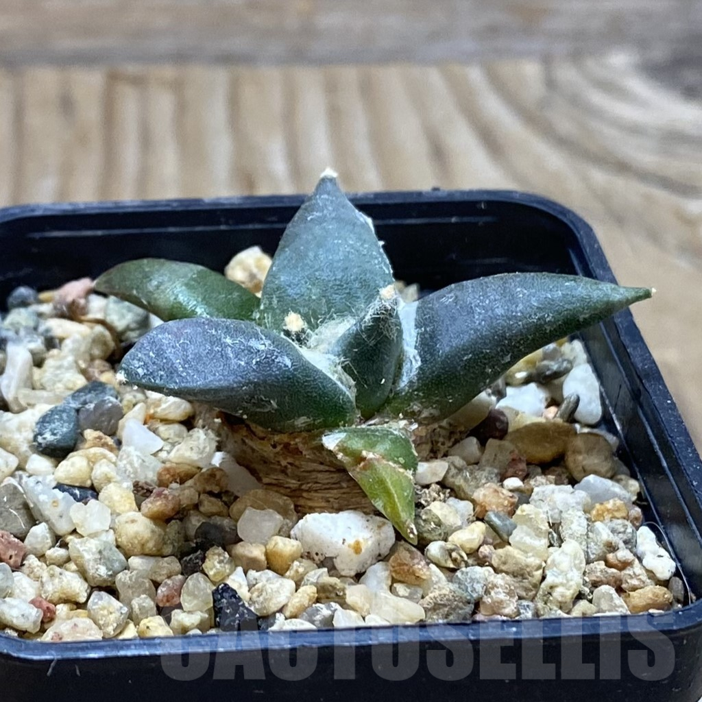 SH15497 Ariocarpus trigonus v. horacekii - 画像 (2)