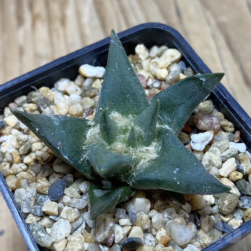 SH15498 Ariocarpus trigonus v. horacekii