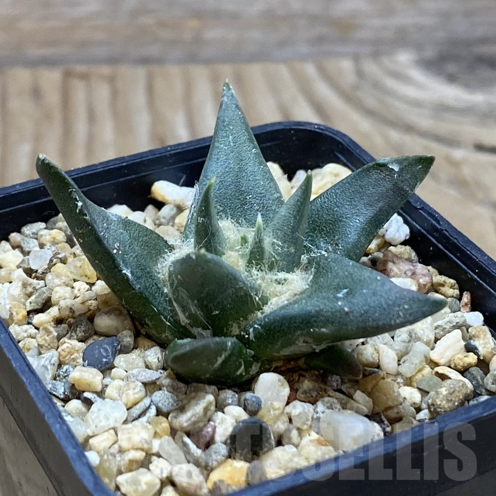 SH15498 Ariocarpus trigonus v. horacekii - 画像 (2)