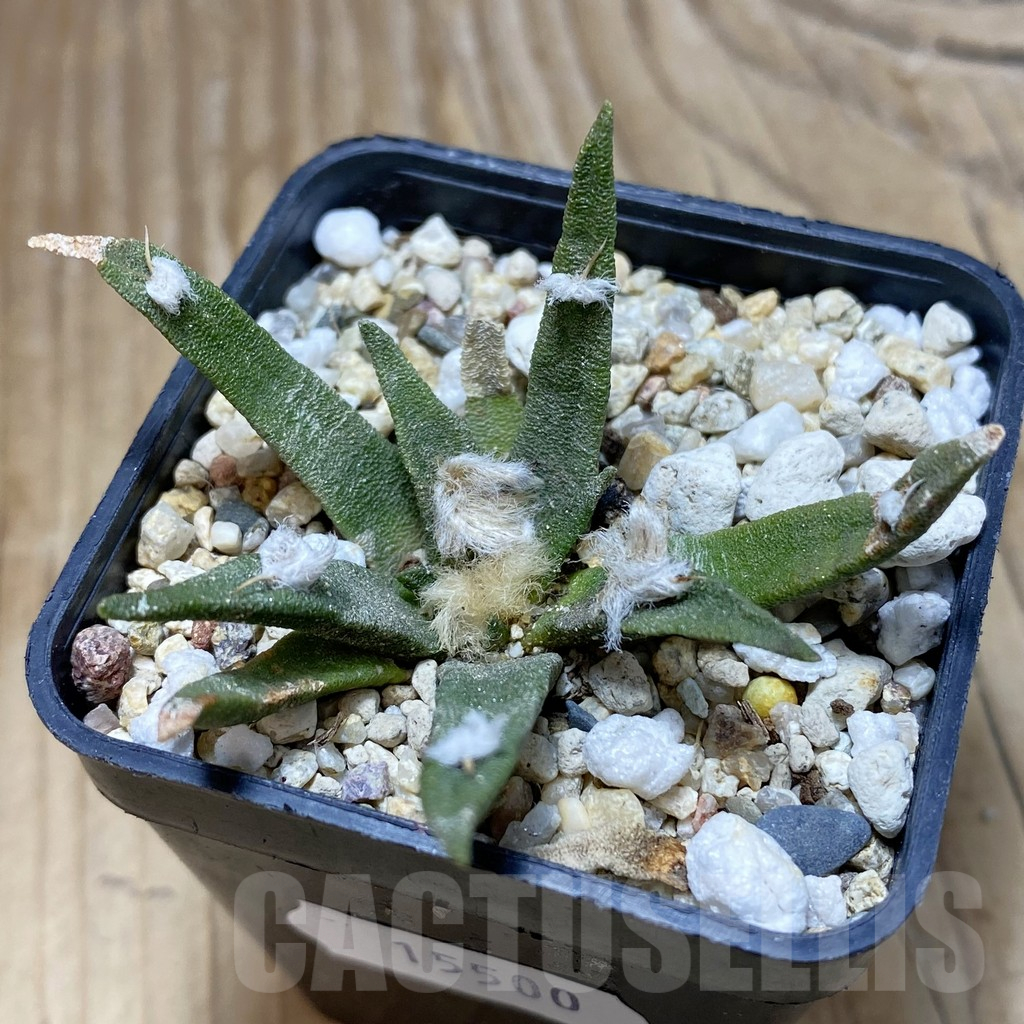 SH15500 Ariocarpus agavoides, old 8 years