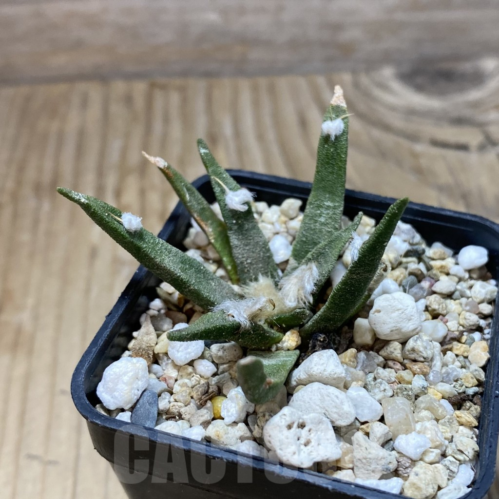 SH15500 Ariocarpus agavoides, old 8 years – Image 2