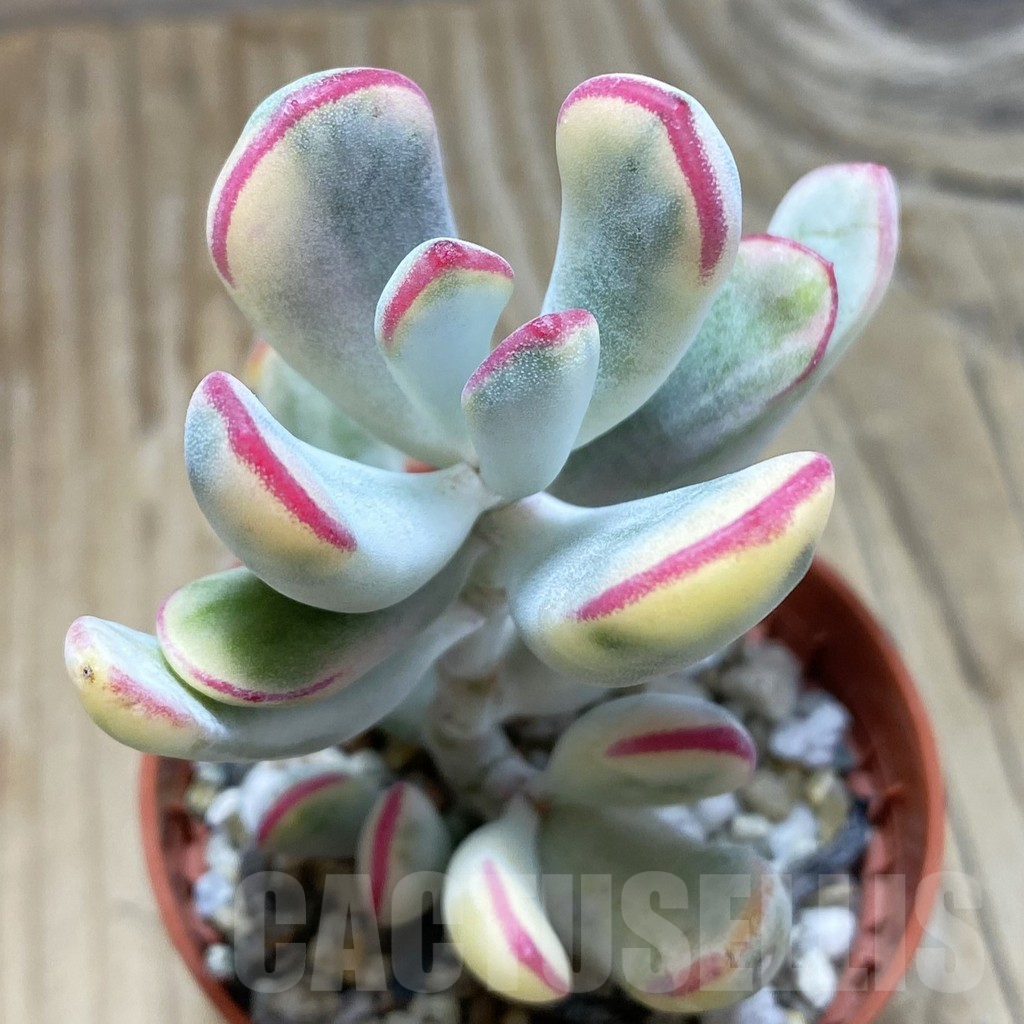 SH15502 Cotyledon orbiculata f. variegata, long leaf