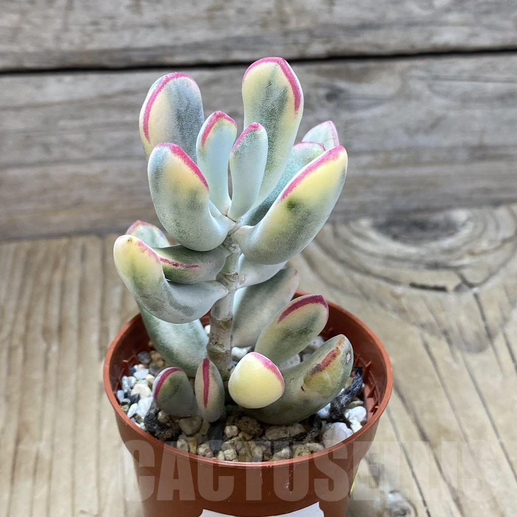 SH15502 Cotyledon orbiculata f. variegata, long leaf - immagine 2