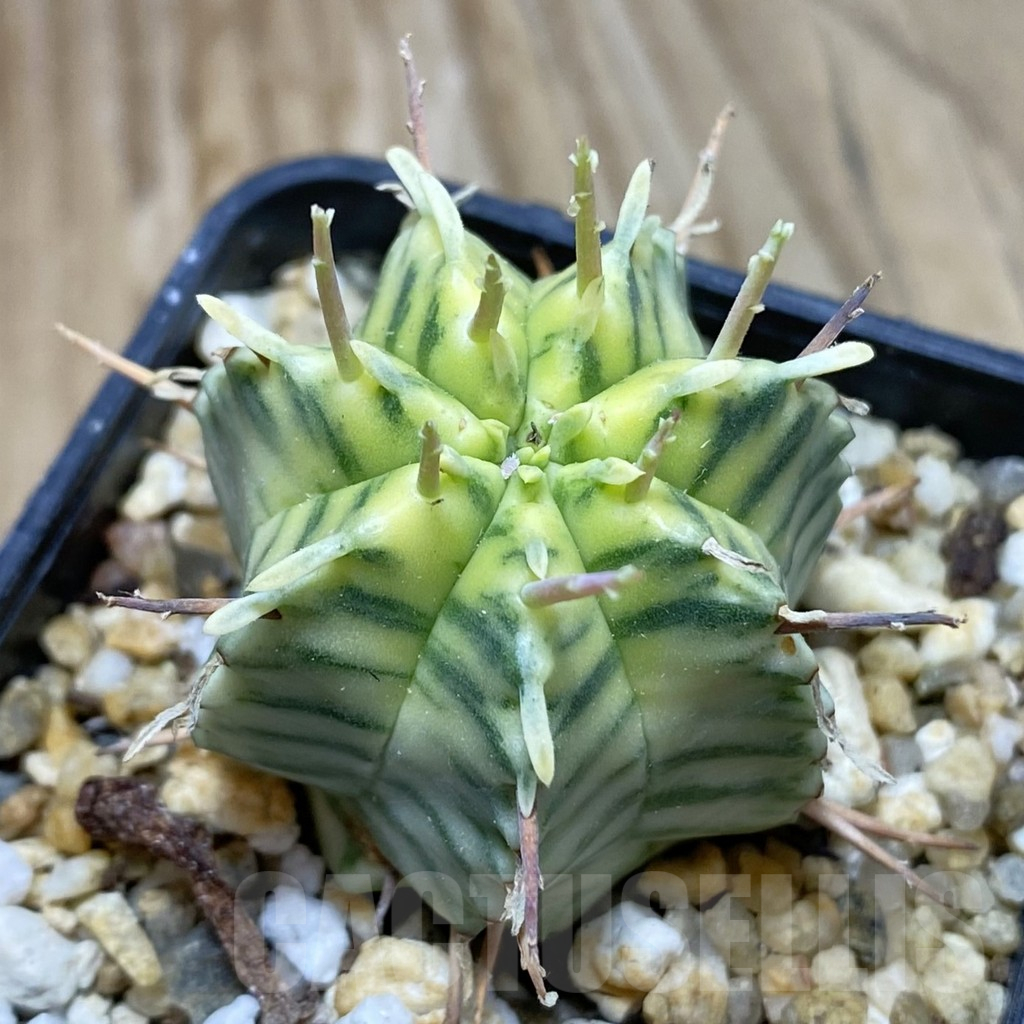 SH15503 Euphorbia meloformis f. variegata