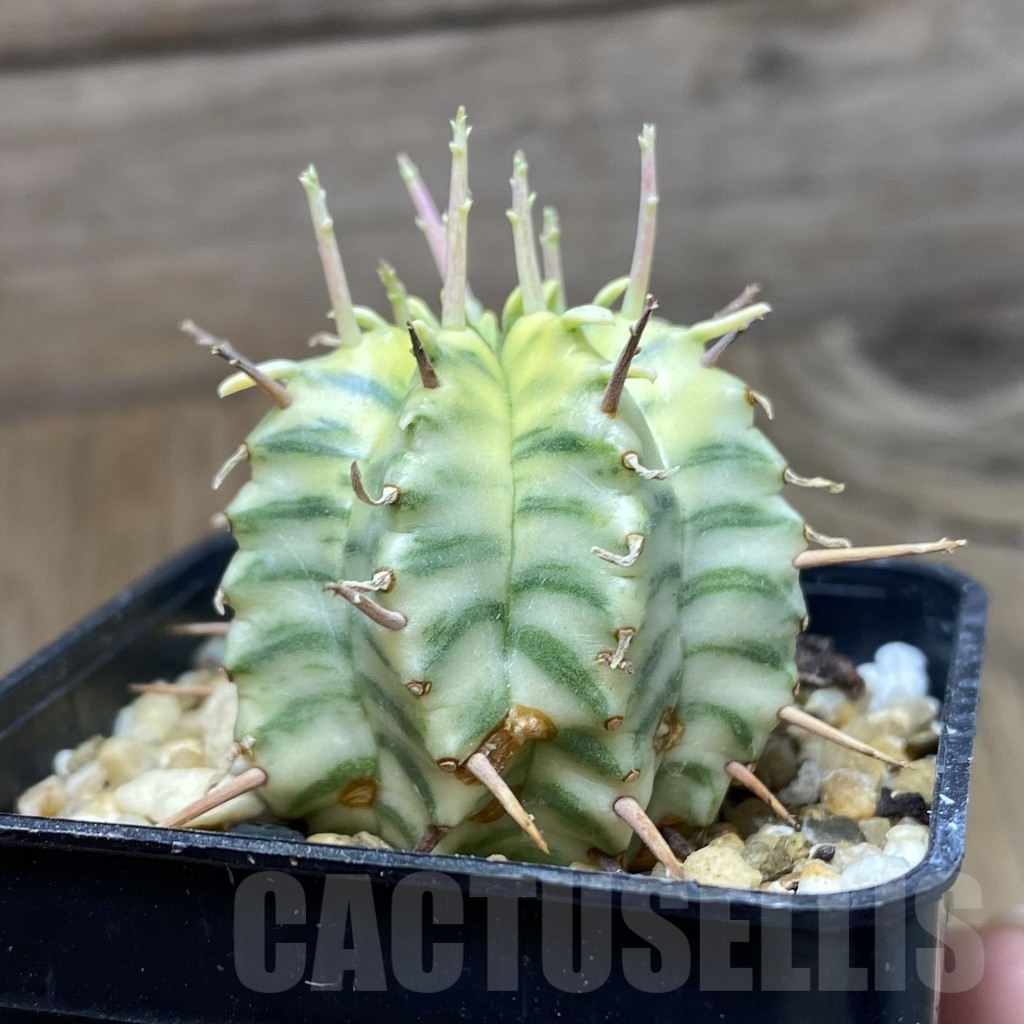 SH15503 Euphorbia meloformis f. variegata - Image 2